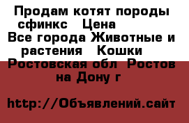 Продам котят породы сфинкс › Цена ­ 4 000 - Все города Животные и растения » Кошки   . Ростовская обл.,Ростов-на-Дону г.